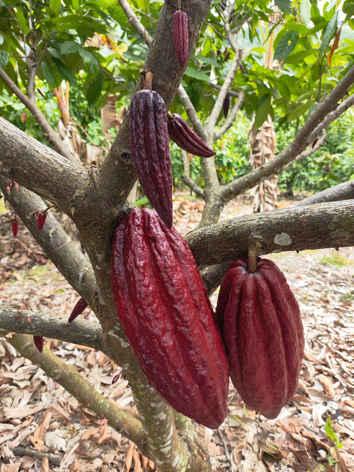 Cultivo de cacao colombiano en el Tolima