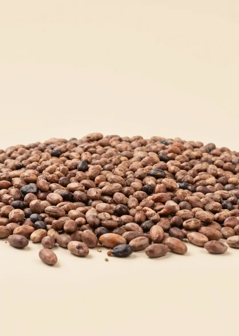Grano de cacao seco fermentado colombiano — origen Tolima, Sakao Chocolatería